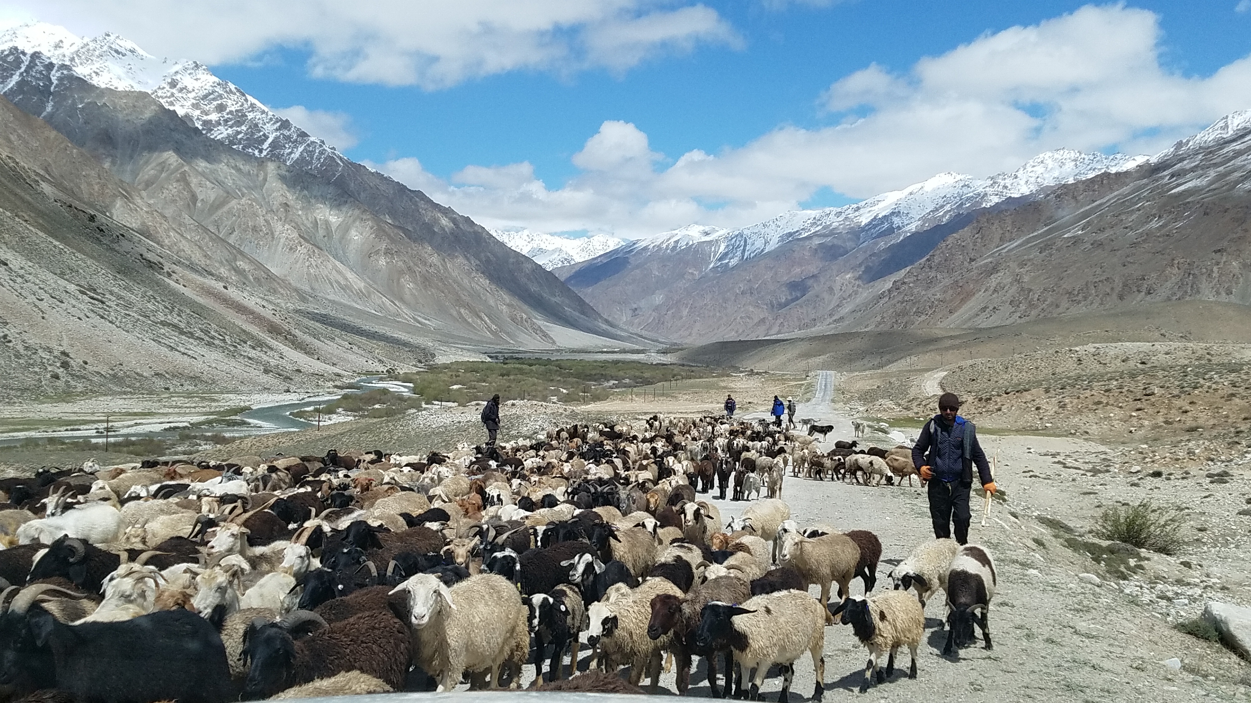 Livestock in Pamir Mountains with Herder