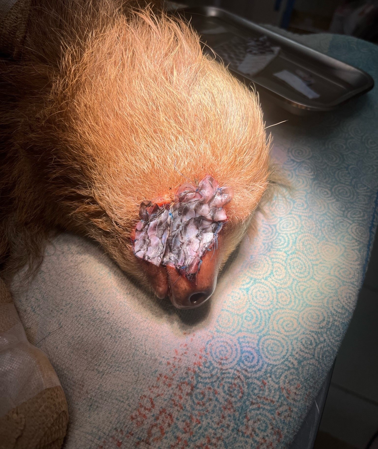 Costa Rica sloth undergoing treatment with Tilapia skin.