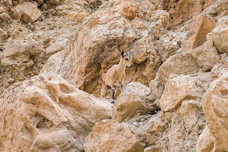 Nubian ibex in habitat, courtesy of the San Diego Zoo Wildlife Alliance.