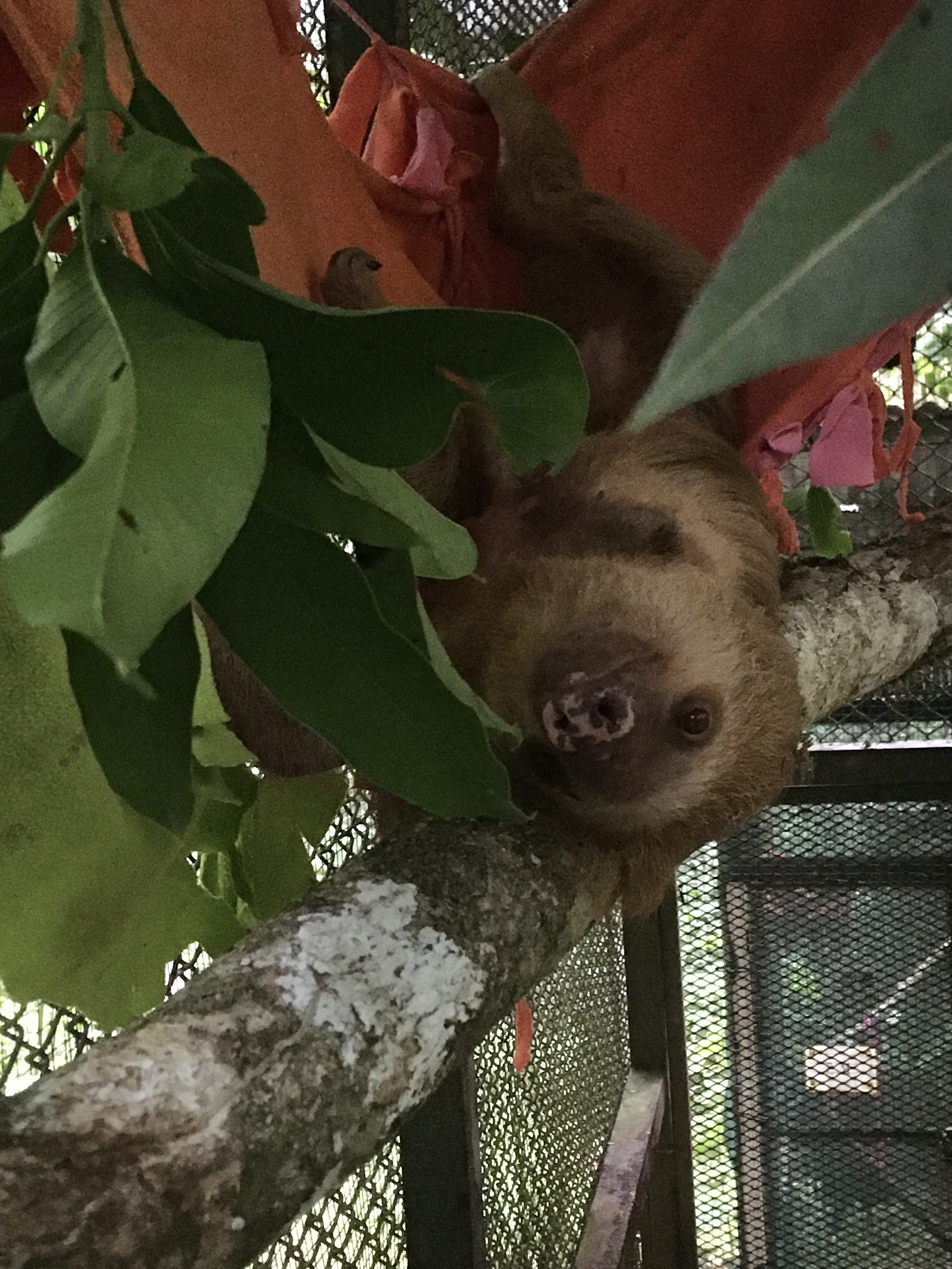 A sloth shown in an enclosure.