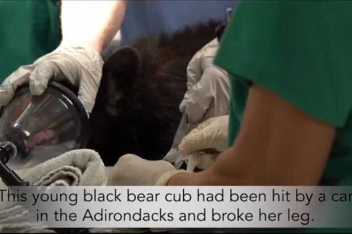 A Black Bear cub shown on the operating table at Cornell
