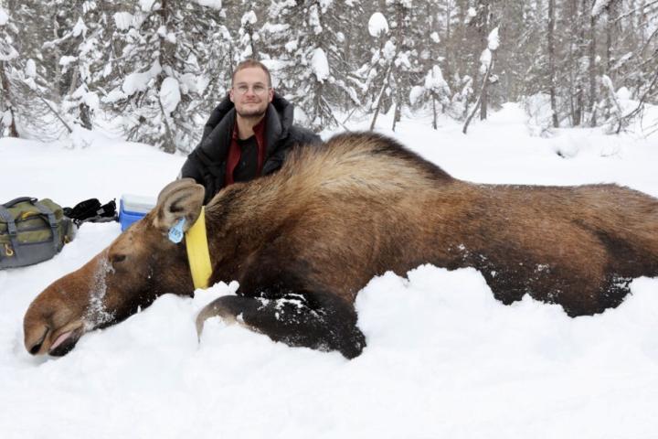 Ben Jakobek with a sedated Moose in snow
