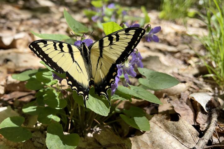 A Tiger Swallowtail butterfly.