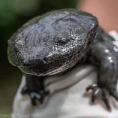 Amphibian sitting on a person's shoulder