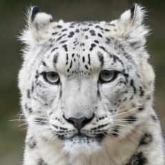 Headshot of a snow leopard.