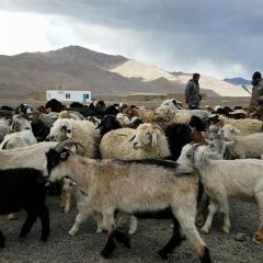 Livestock in Alichur village