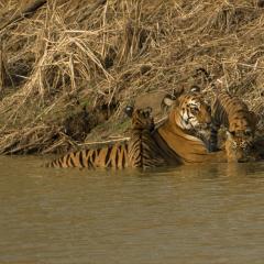 Tigers Cooling Off