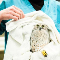 Raptor is wrapped in a towel and held by a person wearing scrubs.