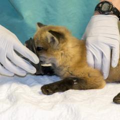 Juvenile Fox is laying down on an exam table while an apparatus is being placed to its face.