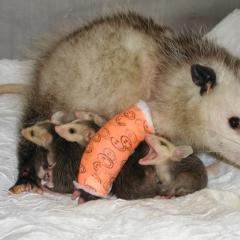 Mother opossum with forelimb in a cast and 4 babies under her. 