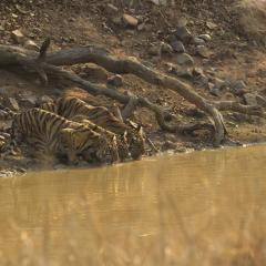 Tiger and cubs drinking water