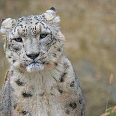 Snow leopard facing camera.