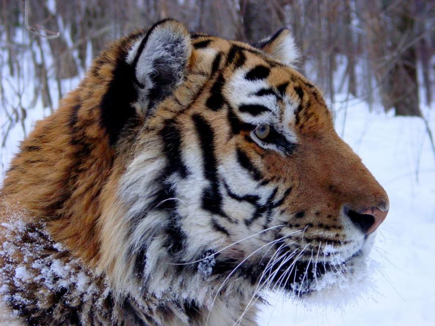 Amur tiger in winter