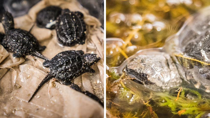 A collage of snapping turtle images