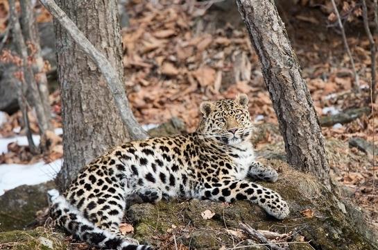 Far Eastern Leopard sitting on ground