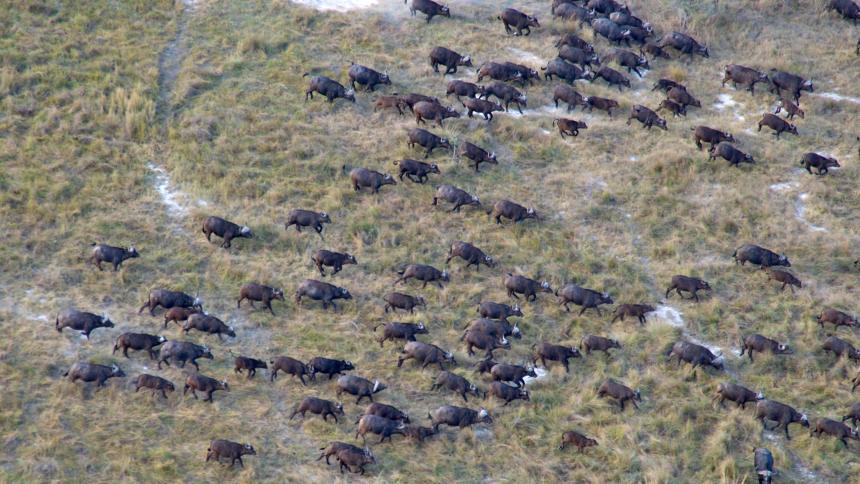 Wild buffalo on African plain