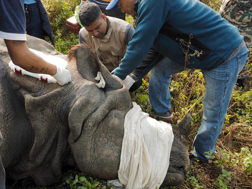 Amir Sadaula collecting blood from an immobilized rhino.
