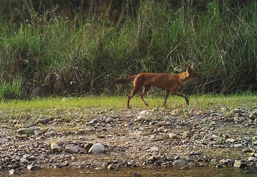 Camera trap image of an adult dhole