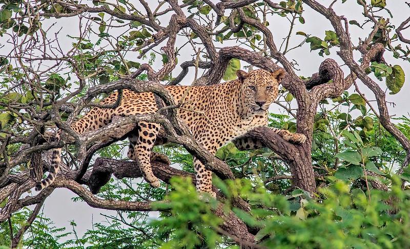Indian leopard sitting in a tree