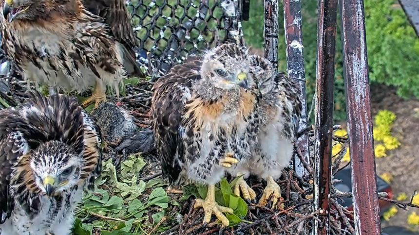 Red-tailed Hawk BirdCams screen grap of 3 young birds on the Cornell campus nest.