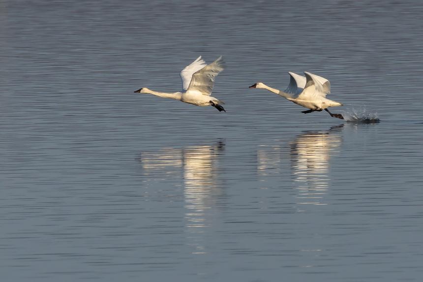 A pair of swans flying over water by Christine Bogdanowicz