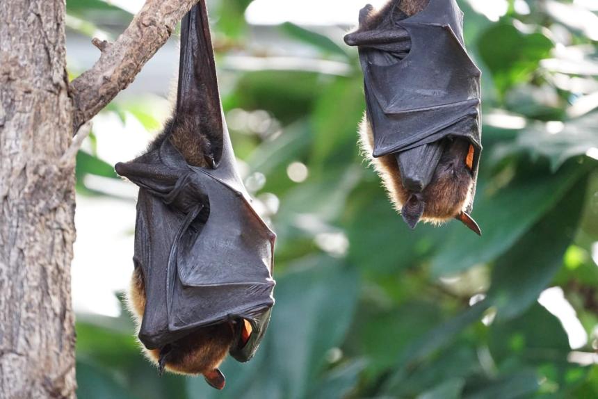 Flying fox bats at rest in a tree.