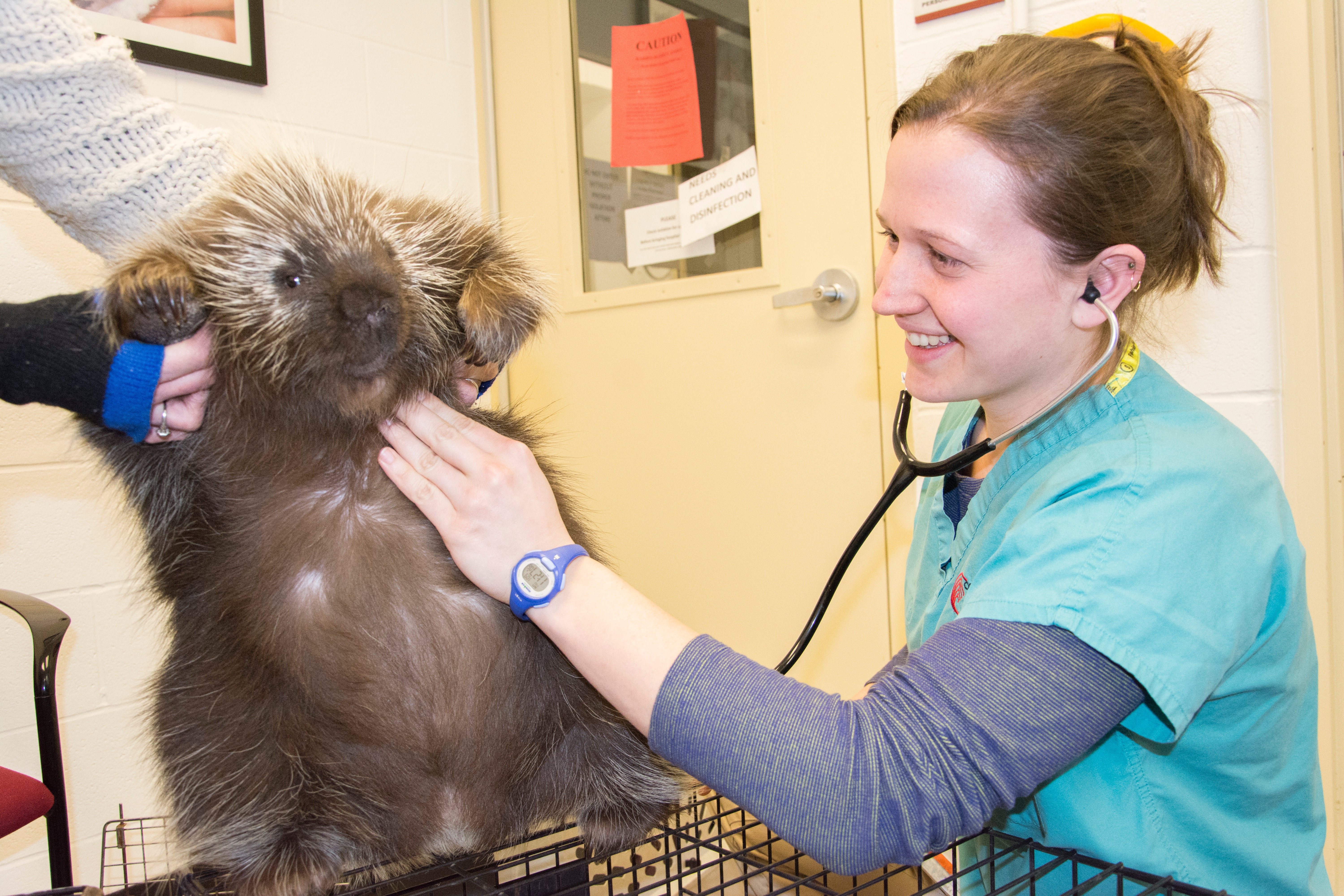 Person in scrubs holding a stethescope to the chest of a porcupine.