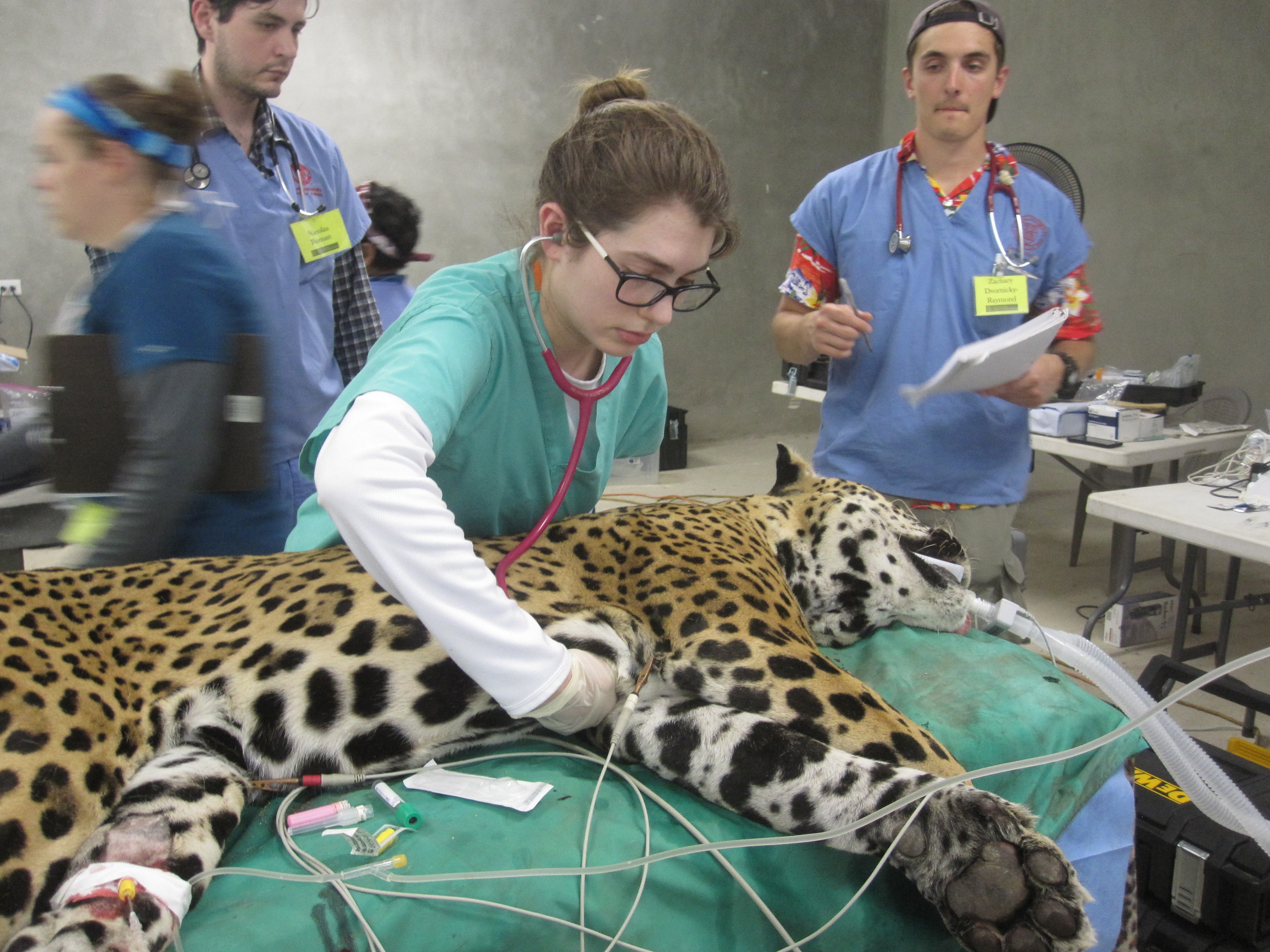 Anesthetized jaguar lies on an exam table with IVs and intubation while a vet student listens to its heartbeat with a stethoscope.