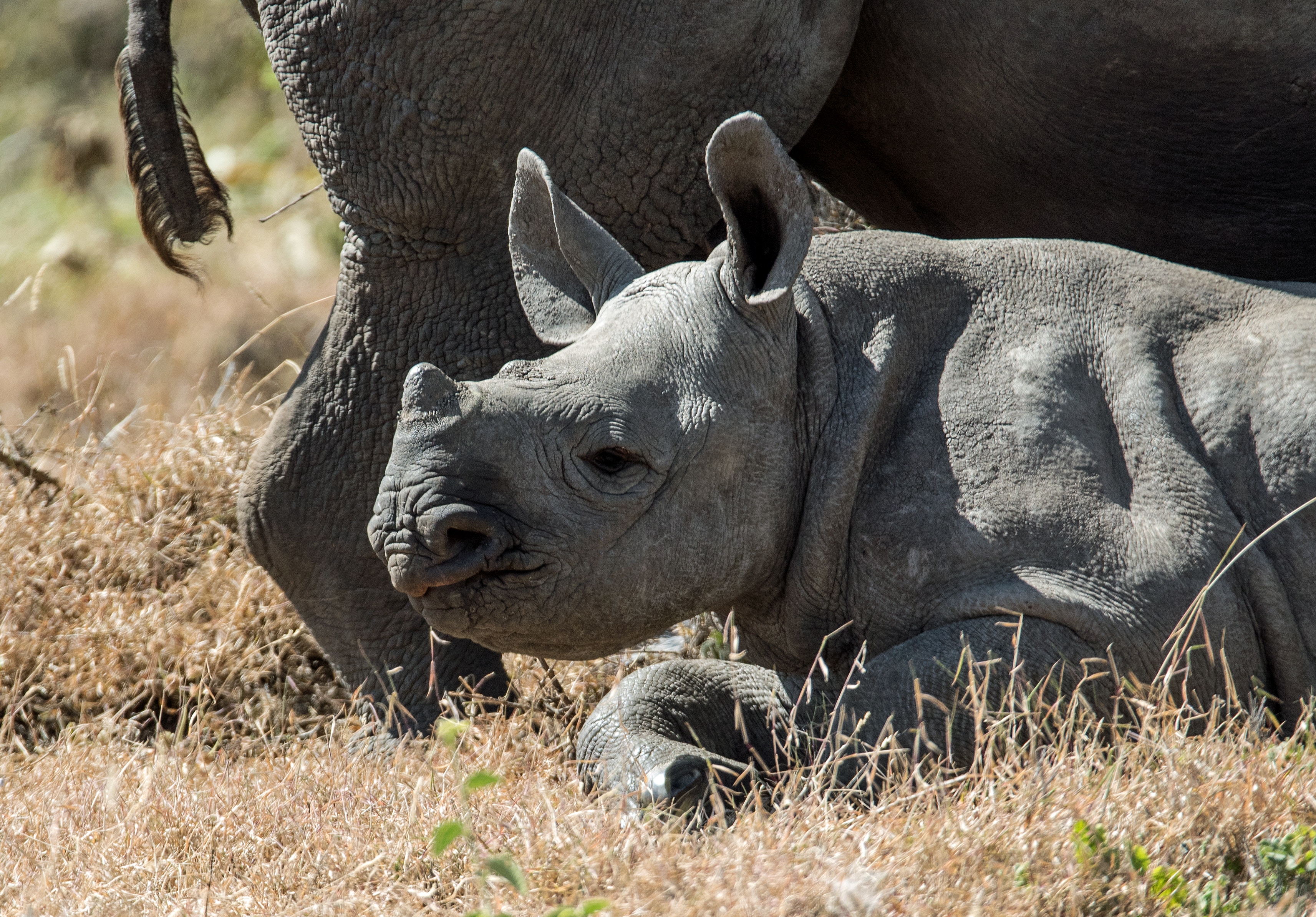 Как называют носорога. Шерстистый Бегемот. Суматранский носорог спаривания. Носорог Эфиопский. Серый носорог.