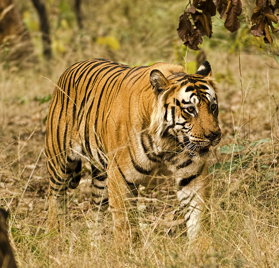 Tiger walking through grassy area