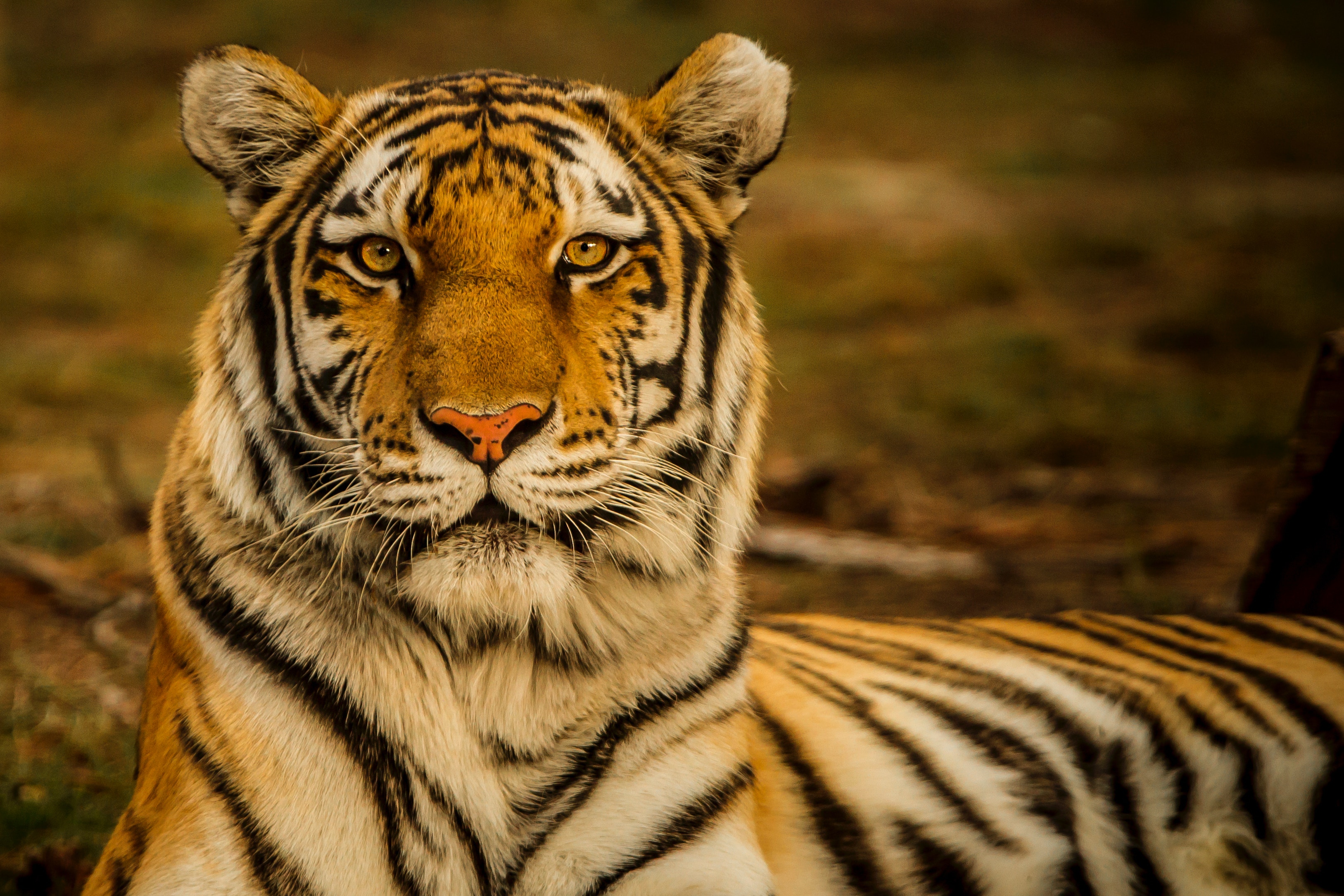 Bengal Tigers