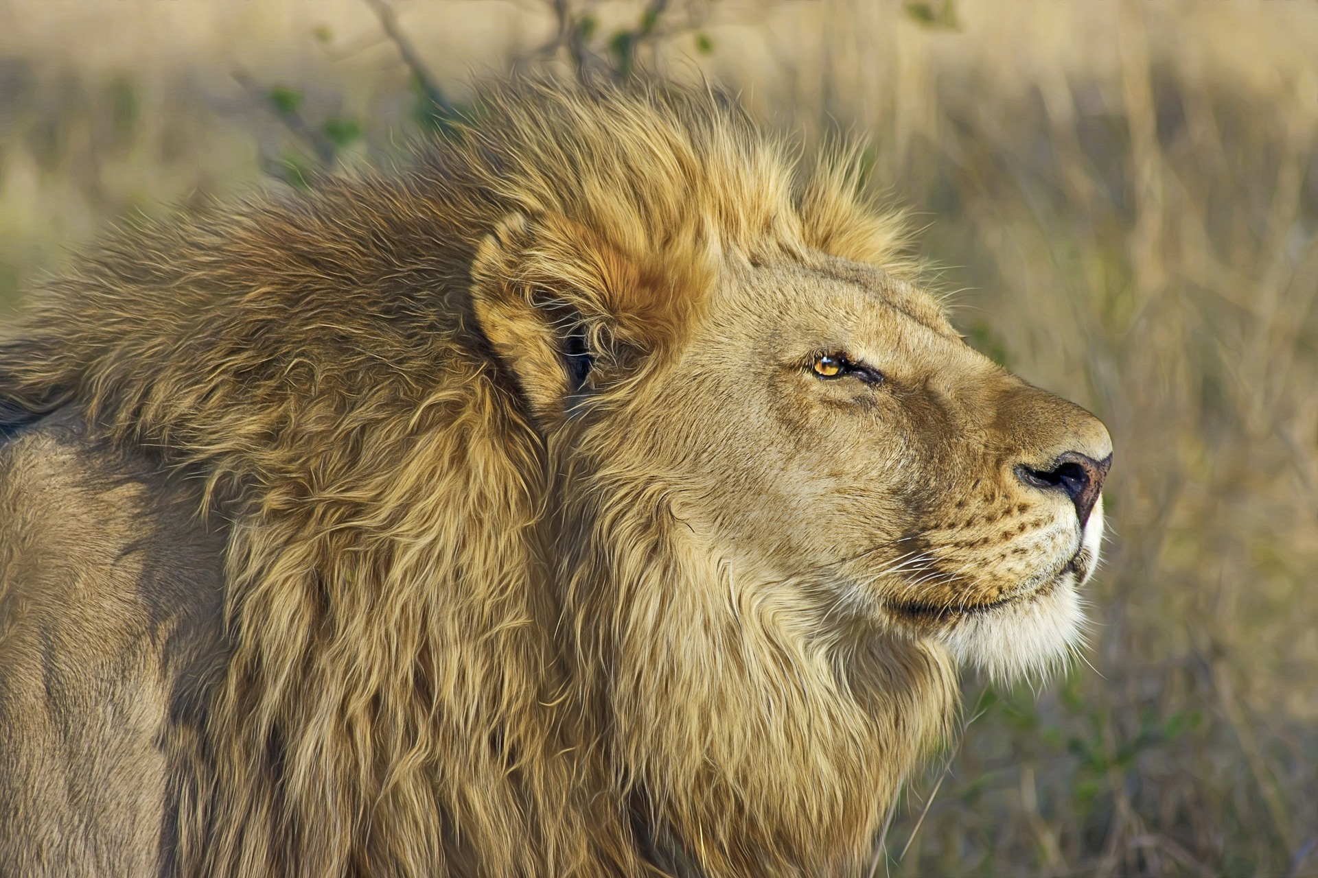 Profile of a lion standing in a grassland.