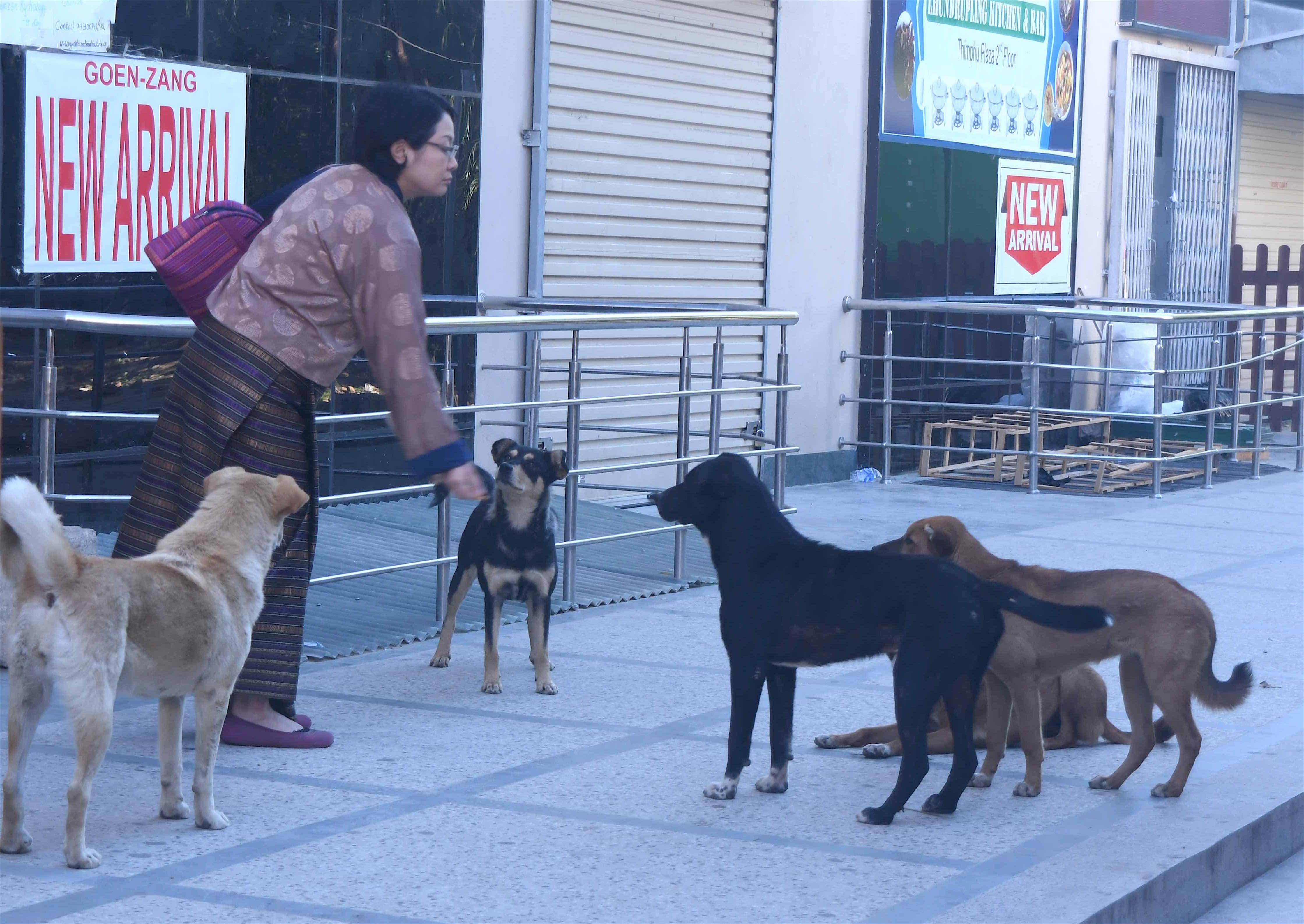 Feeding street dogs in Thimnphu