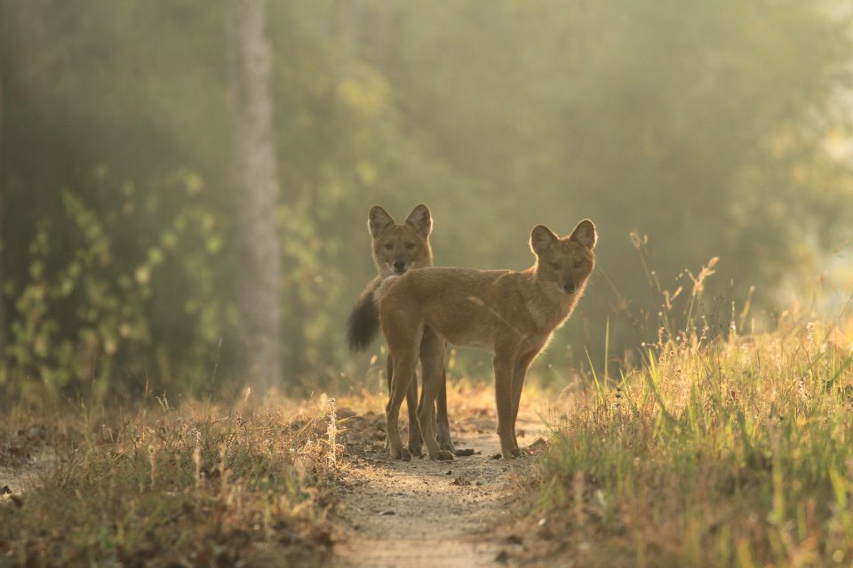 Two Dholes