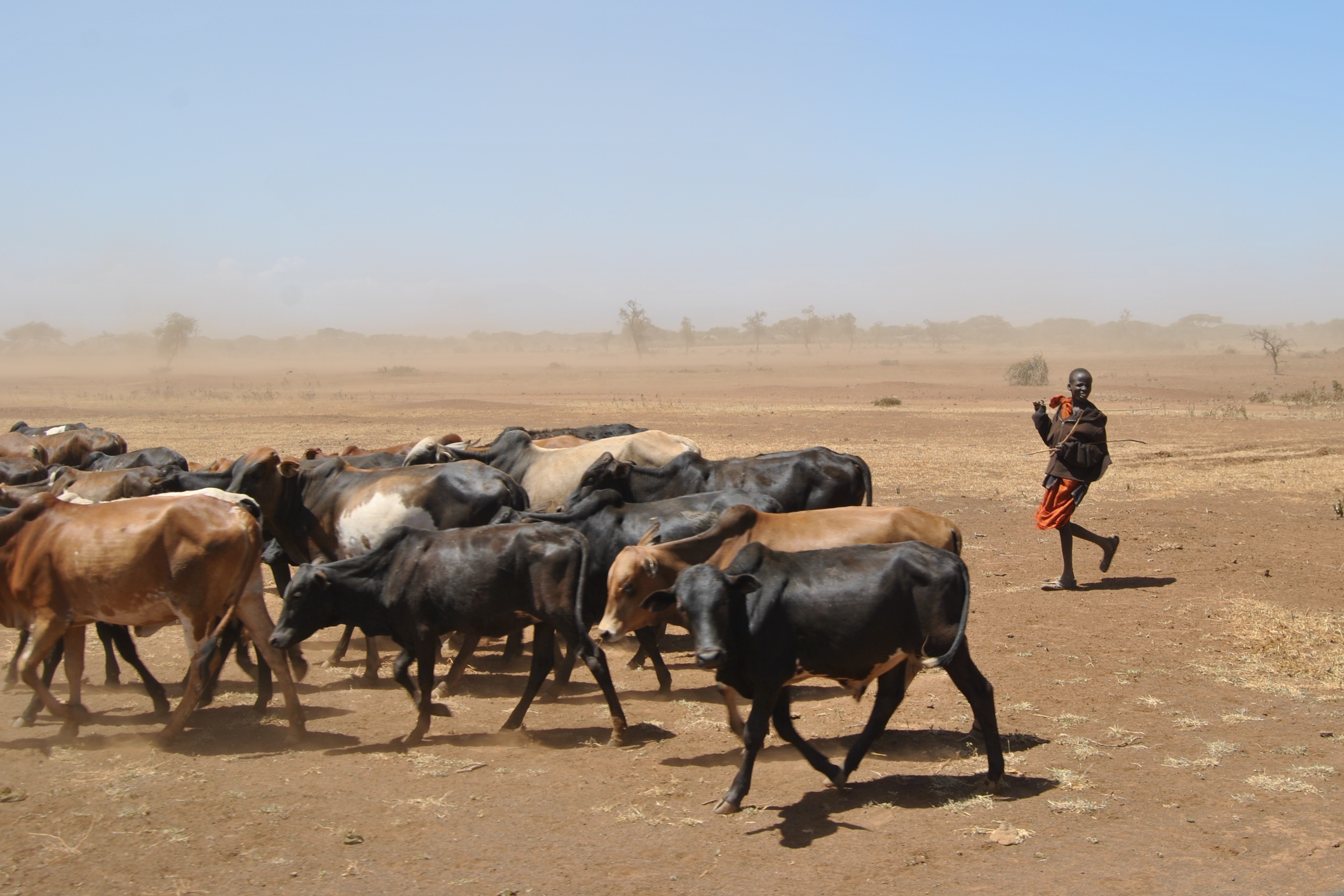 Herding cattle