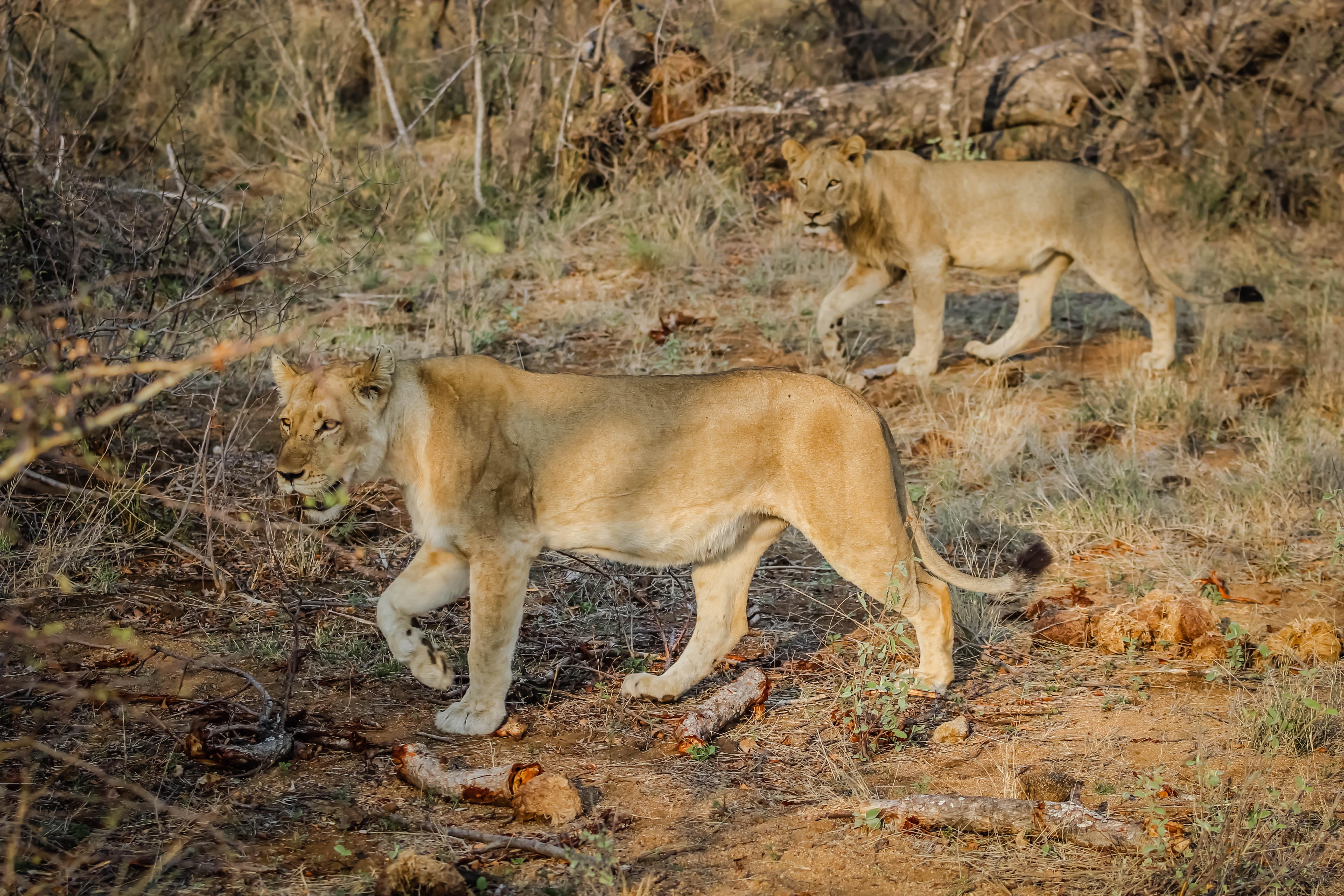 Lions in wild