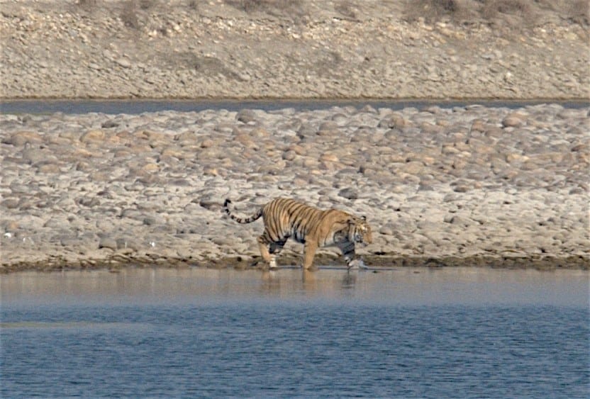 Tigeress at river