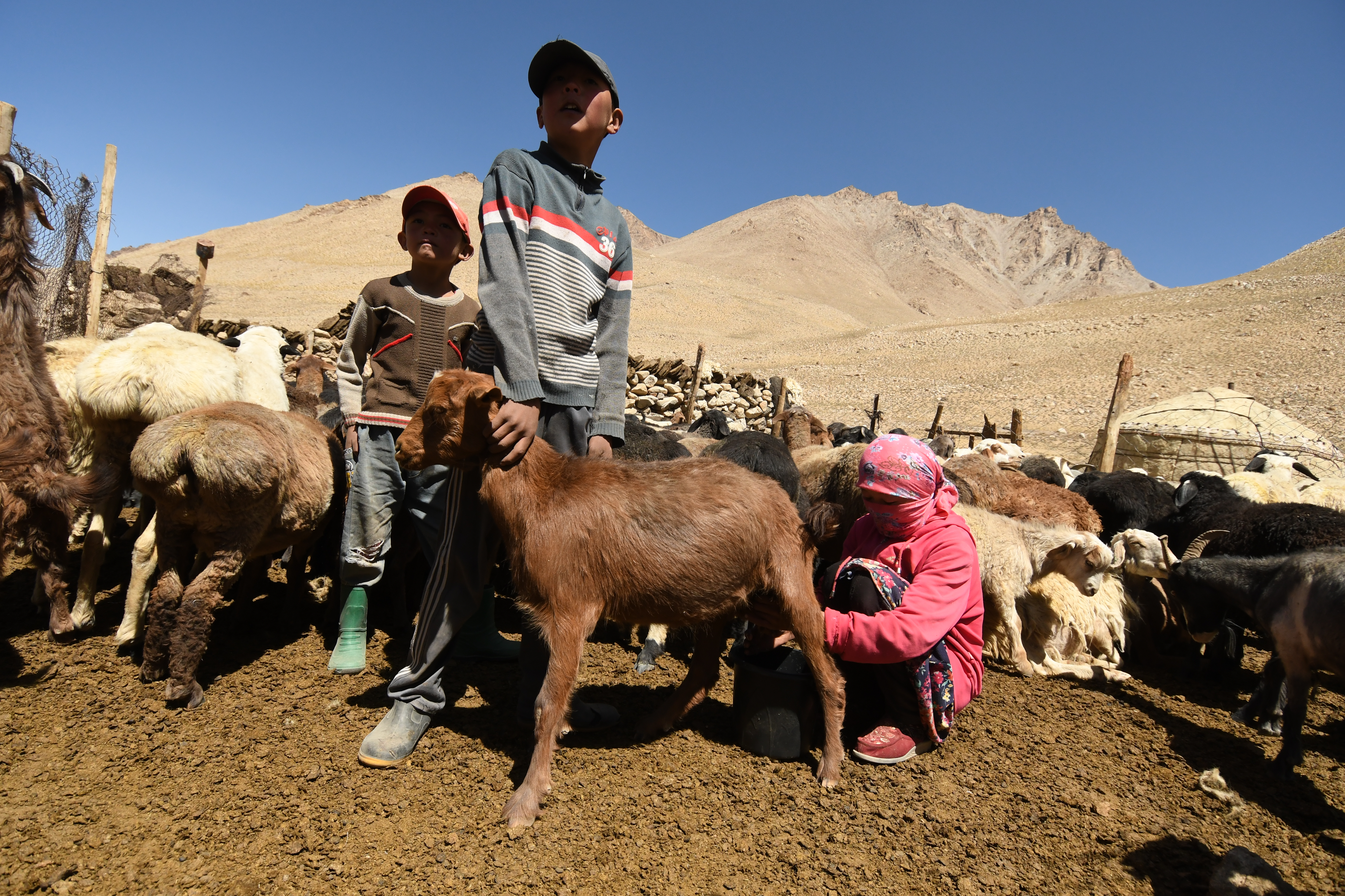 Children milking goats