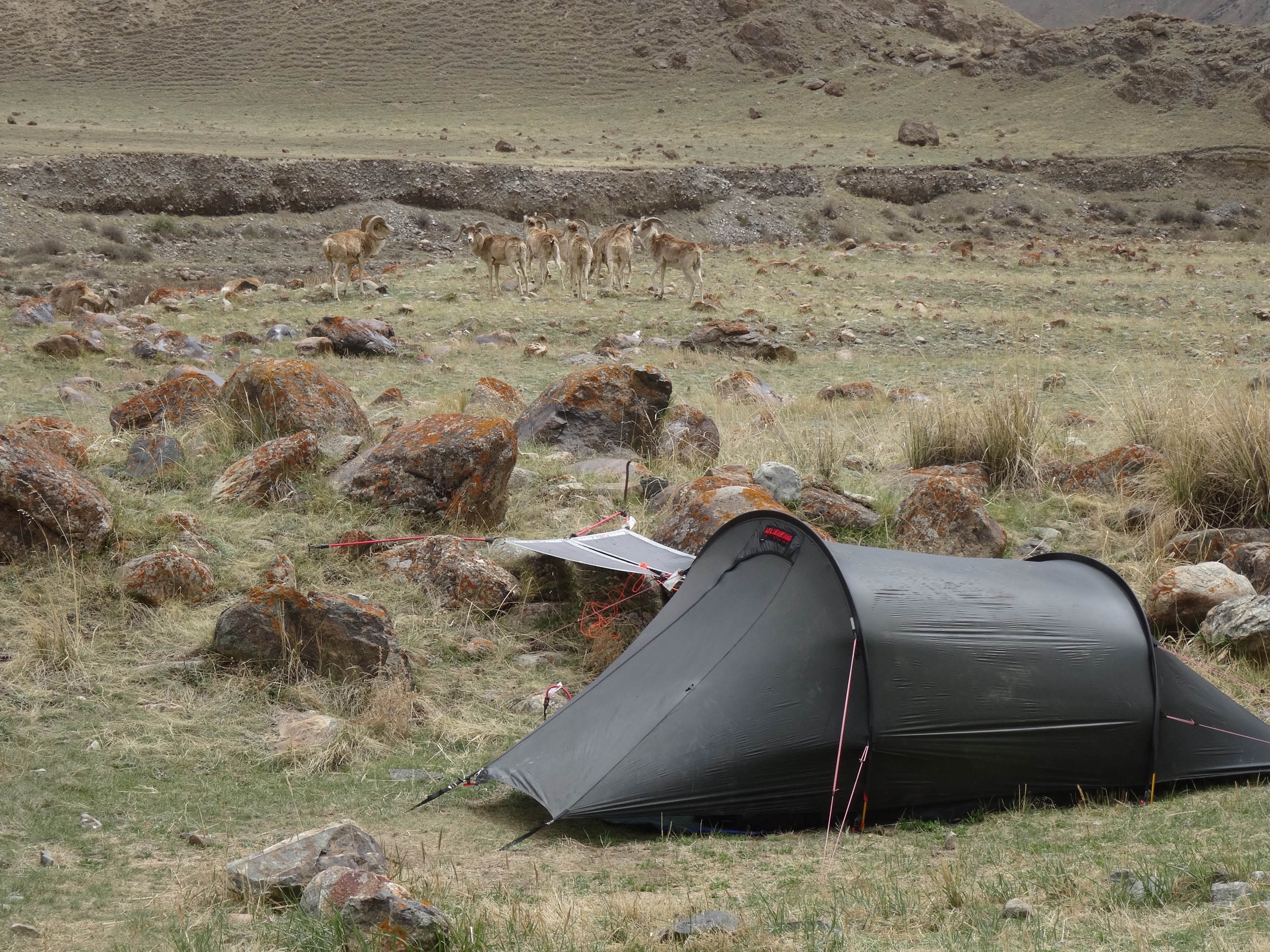Tent and Argali Sheep