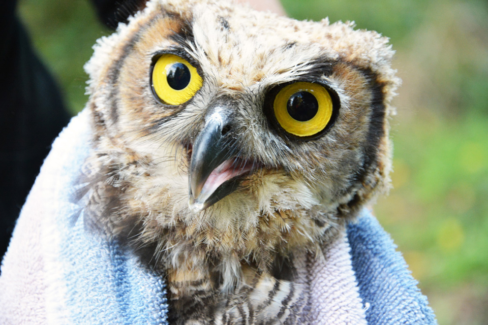 Great Horned Owl being released