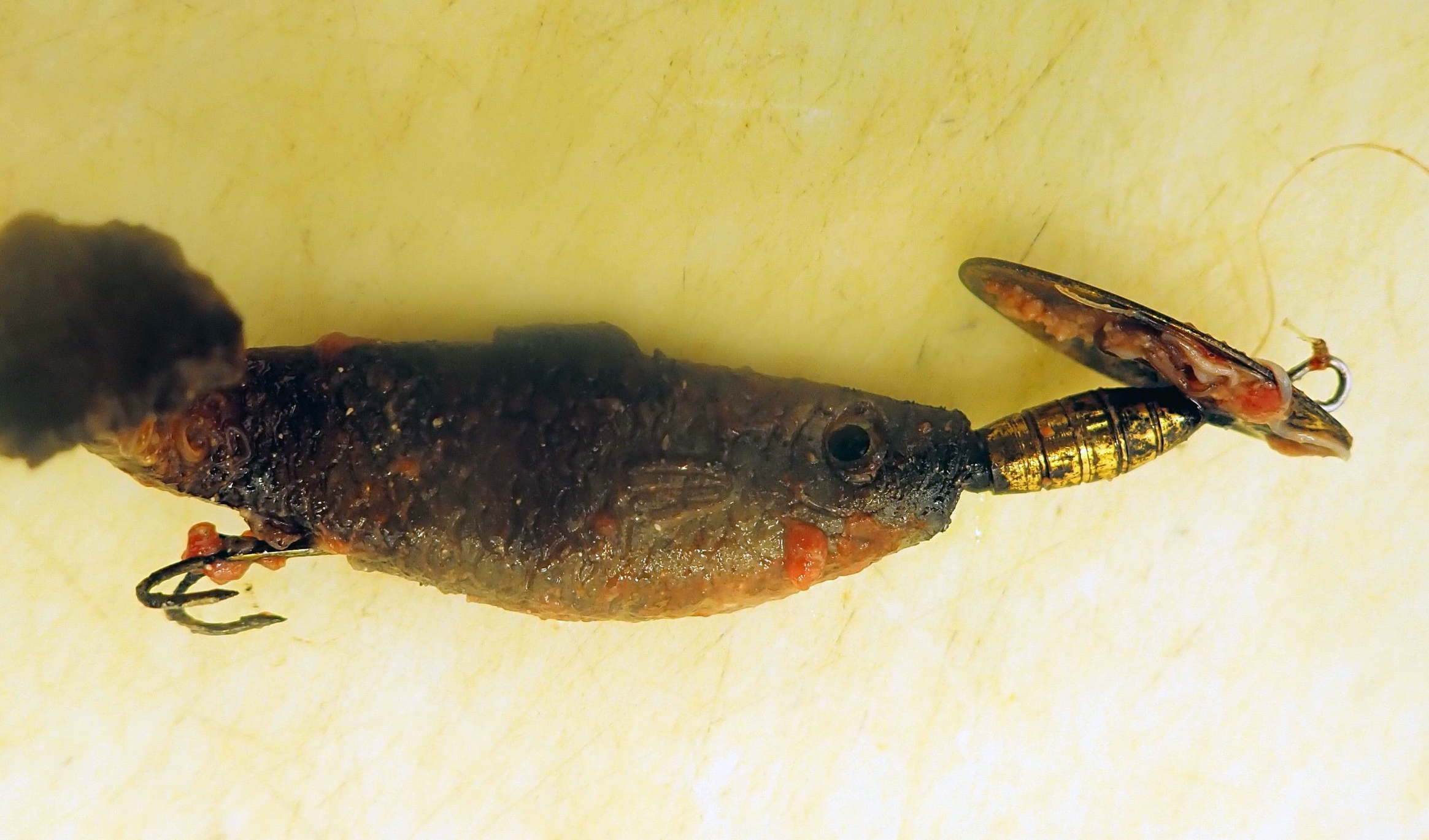 A fishing lure taken from the gut of a Double-crested Cormorant