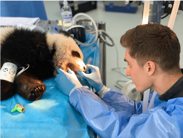 A young, healthy Panda undergoing an oral exam