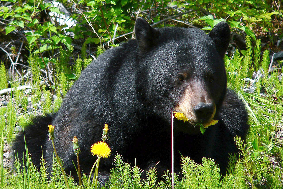 Black bear sitting in field