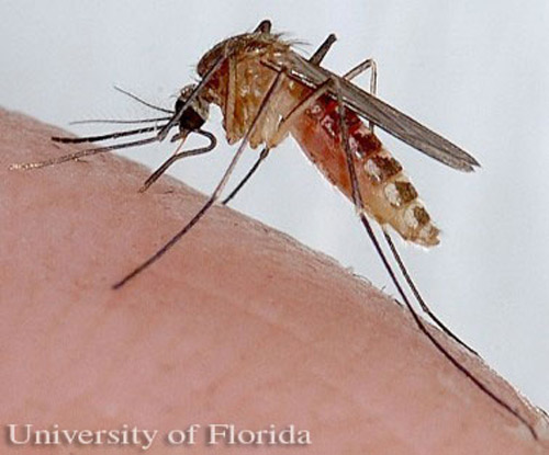 A mosquito shown biting human skin