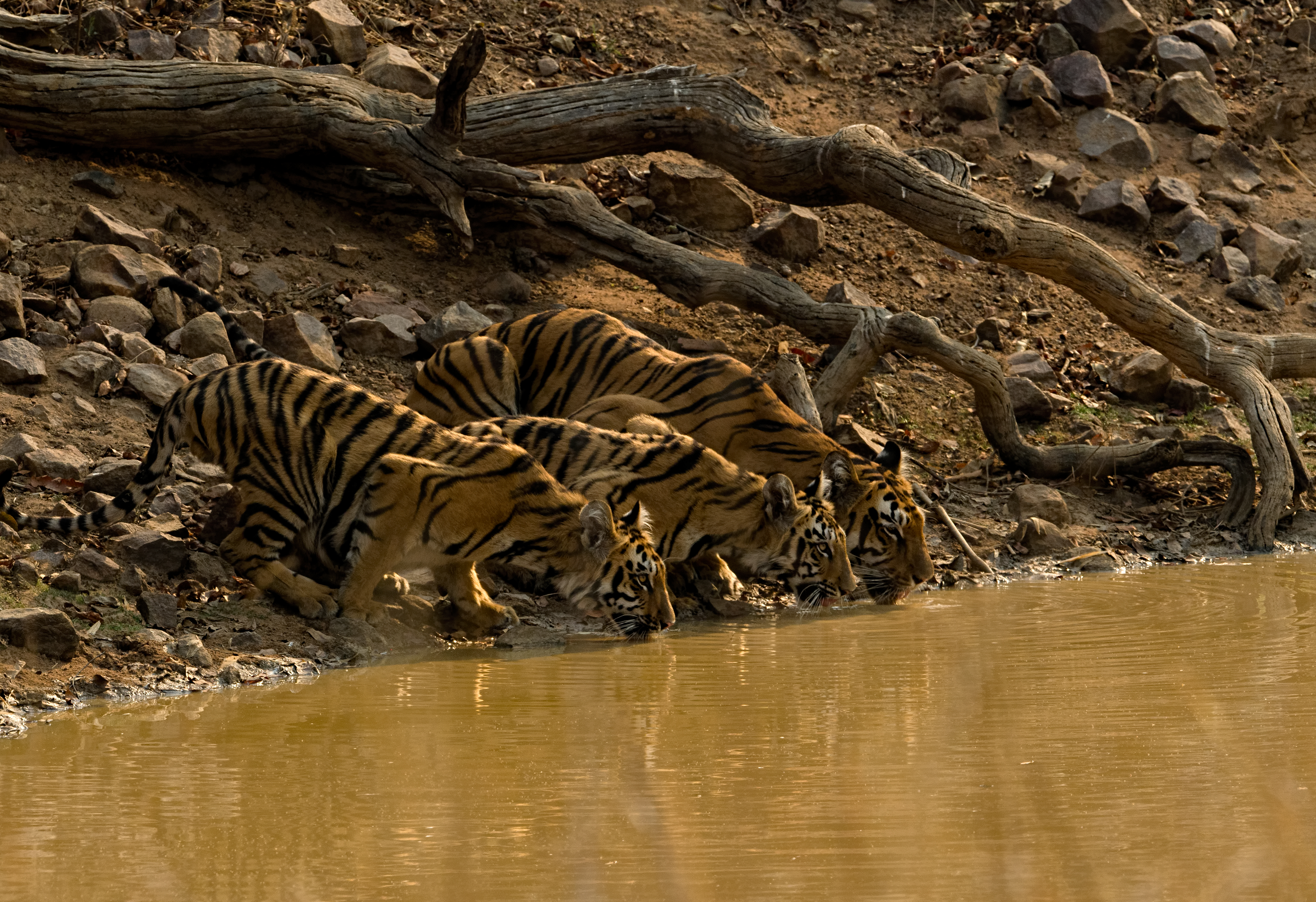 Three tiger cubs taking a drink along the bank of a river