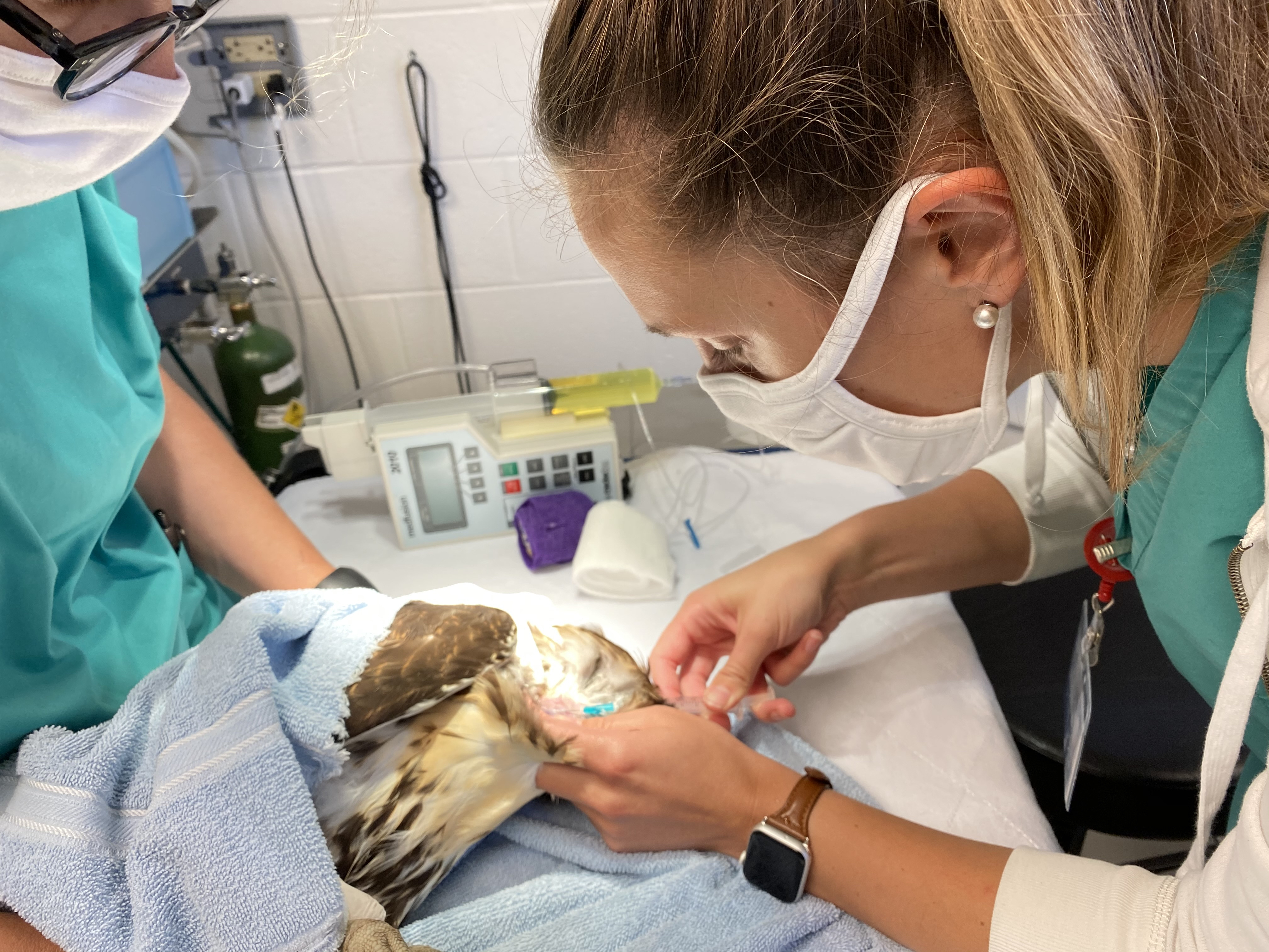 Dr. Melissa Hanson drawing blood on a red-tailed hawk at the Cornell Janet L. Swanson Wildlife Hospital