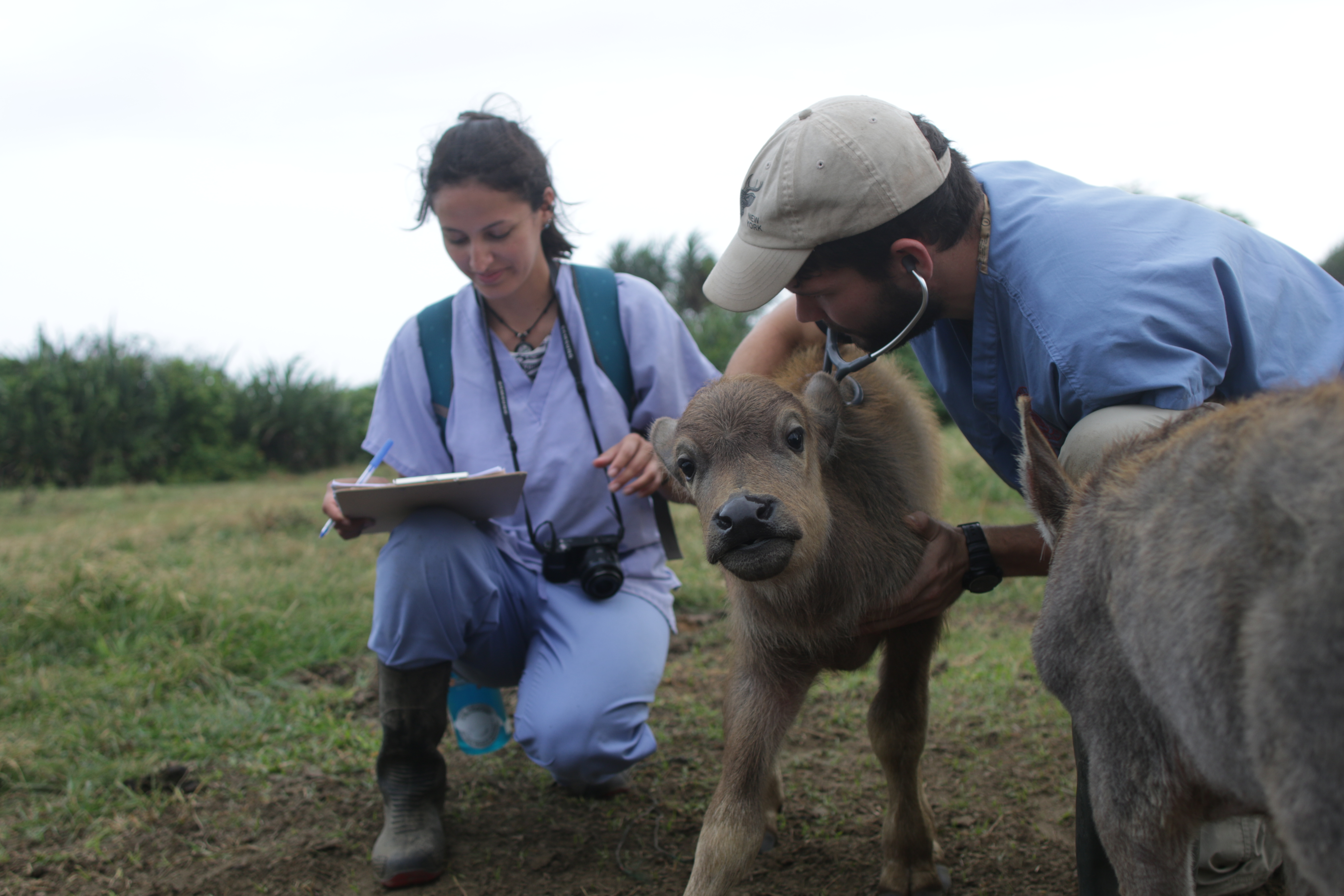 Mariacamila Garcia Estrella shown in the field with another vet examining a young buffalo