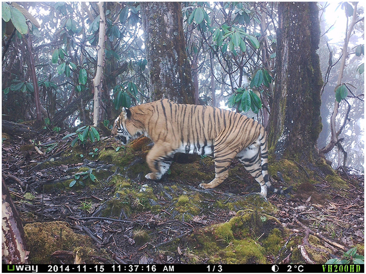 Camera trap photo of a Bengal Tiger walking © Nature Conservation Division, DoFPS, MoAF, Bhutan