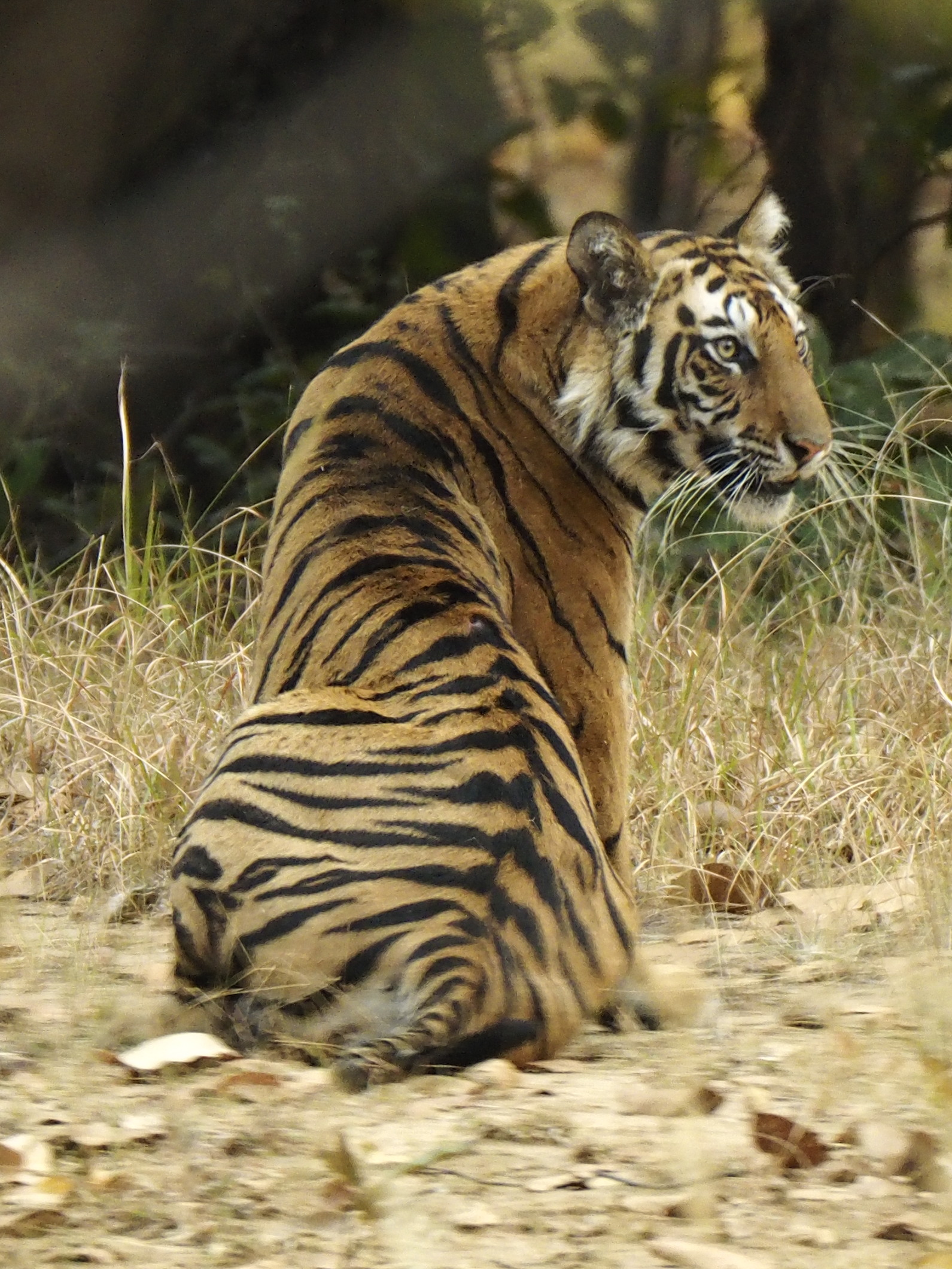 A Bengal Tiger shown sitting down