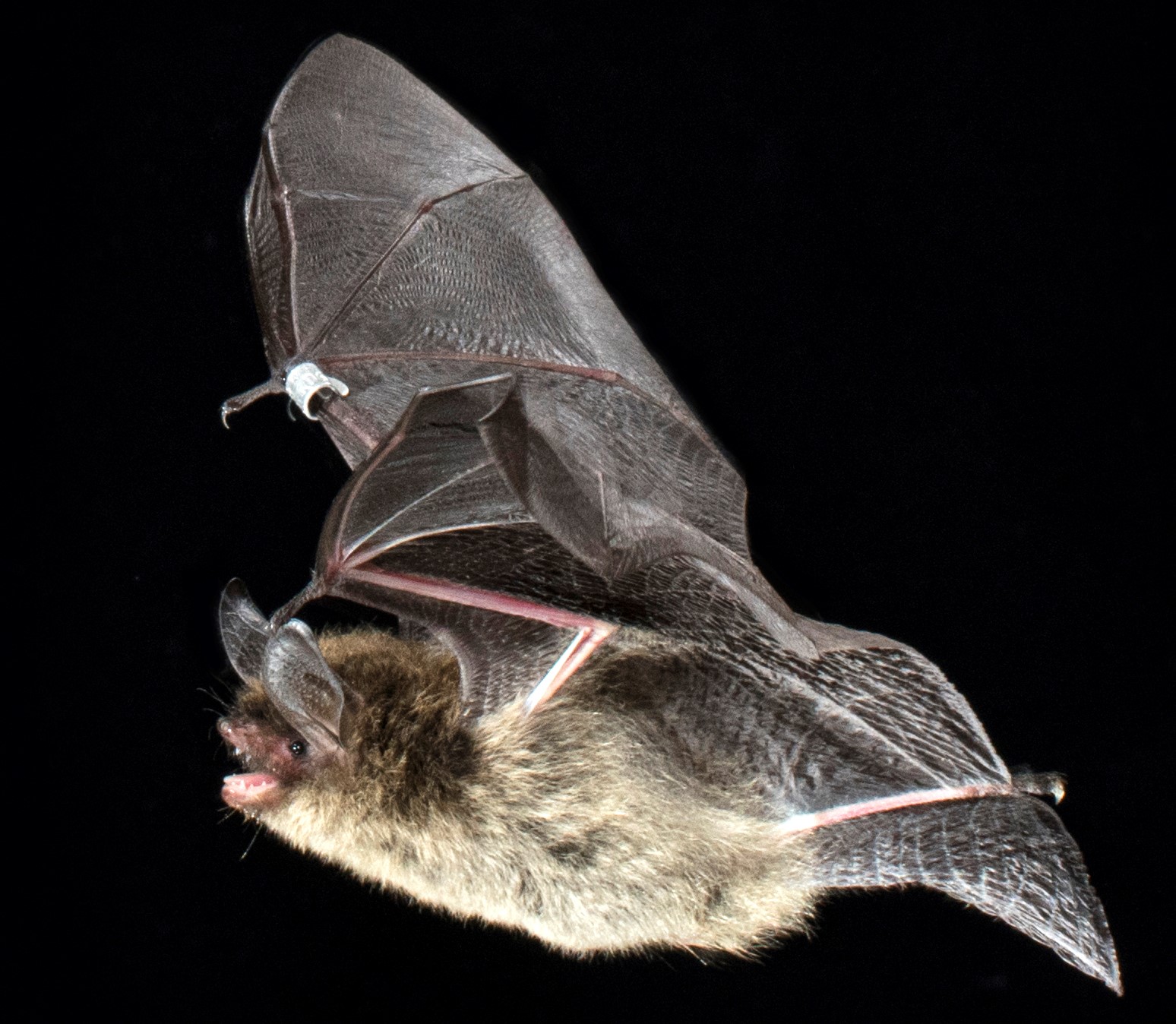 Northern long-eared bat. Photo by Sherri & Brock Fenton 